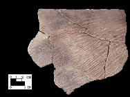 Accokeek cord-marked rim sherd from Piscataway site 18PR7-SI Cat.# 461923-Courtesy of the Smithsonian Institution, Museum of Natural History, Department of Anthropology.